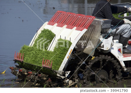 水稻種植季節 39941790