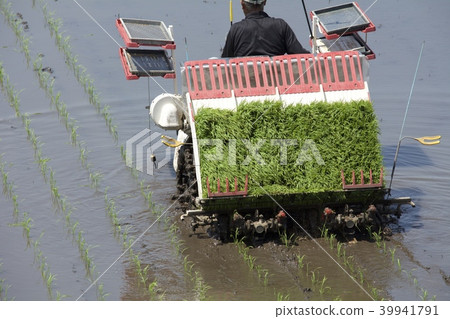 水稻種植季節 水稻種植季節 39941791