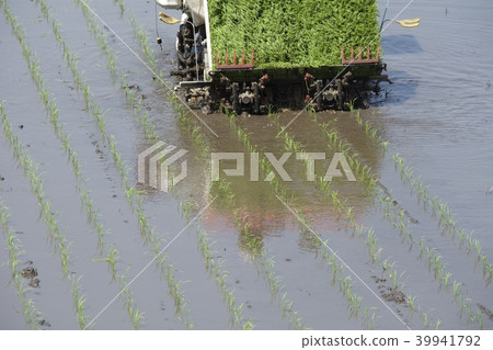 水稻種植季節 39941792