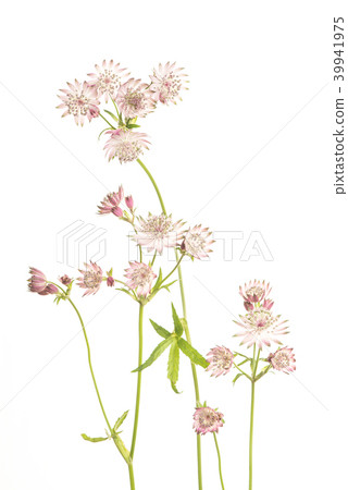 Blooming great masterwort flowers 39941975