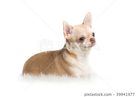 Chihuahua dog lying down on a white rug 39941977