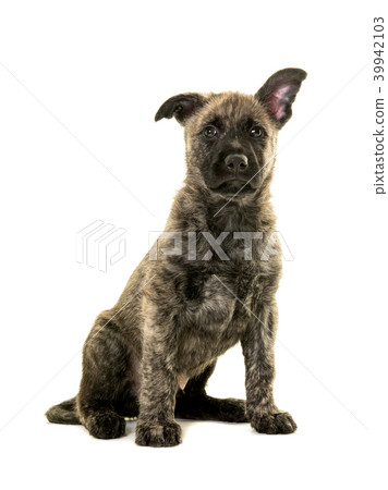 Cute sitting wirehaired dutch shepherd puppy 39942103