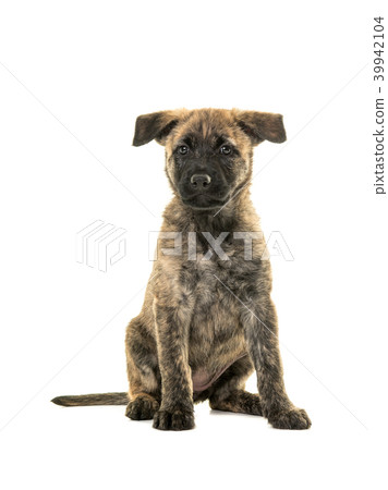 Cute dutch shepherd puppy sitting 39942104