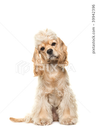 Sitting blond cocker spaniel dog 39942396