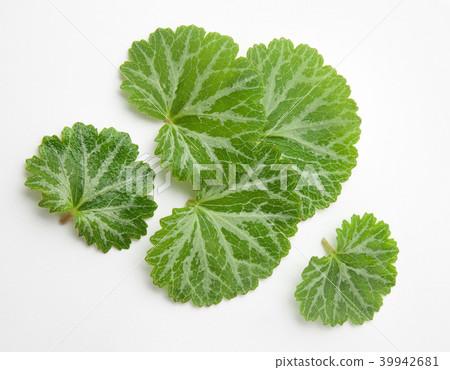 虎耳草 39942681
