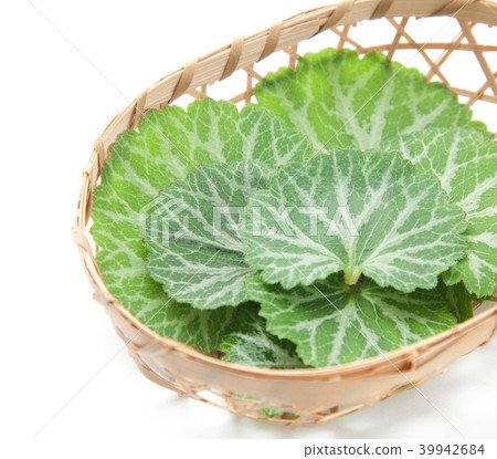 虎耳草 39942684