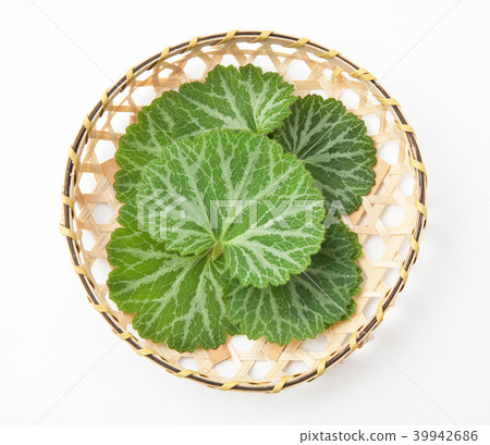 虎耳草 39942686