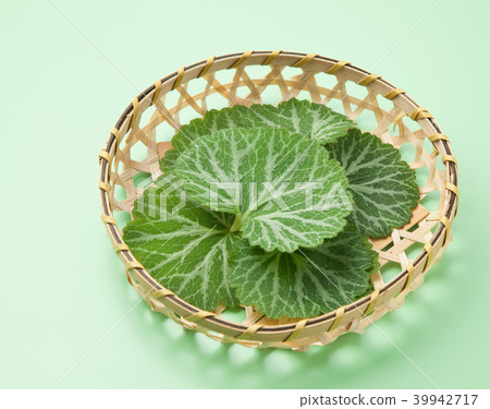虎耳草 39942717