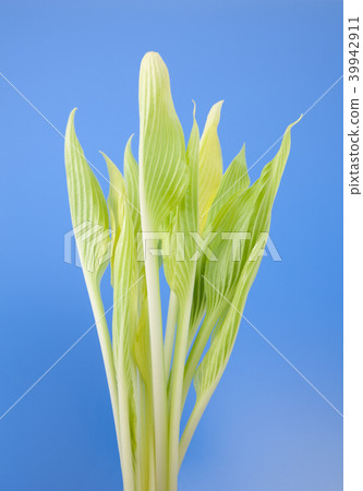 Awkward Awkward 39942911