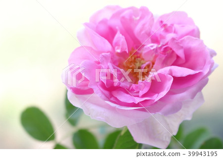 Damask rose Damask rose 39943195