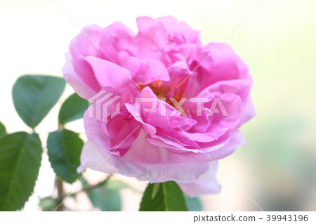 Damask rose Damask rose 39943196