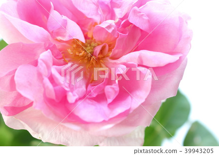 Damask rose 39943205