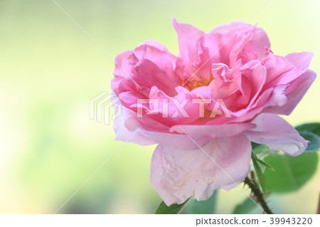 Damask rose Damask rose 39943220