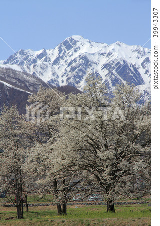 Kobushi and Goryudake of Hakuba-yama Shihoin in spring 39943307
