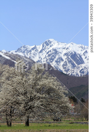 Kobushi and Goryudake of Hakuba-yama Shihoin in spring Kobushi and Goryudake of Hakuba-yama Shihoin in spring 39943309