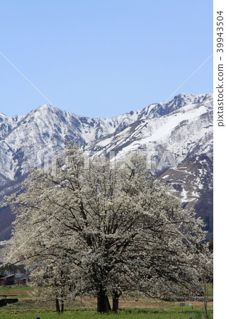 Kobushi of the 48th floor of the Hakuba mountain in spring 39943504