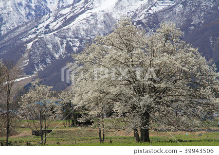 Kobushi of the 48th floor of the Hakuba mountain in spring Kobushi of the 48th floor of the Hakuba mountain in spring 39943506