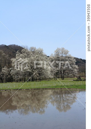 Kobushi of the 48th floor of the Hakuba mountain in spring 39943508