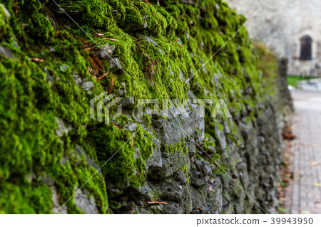 Stone are covered with green moss 39943950