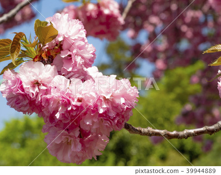 Yae Sakura of Gotokuji 39944889