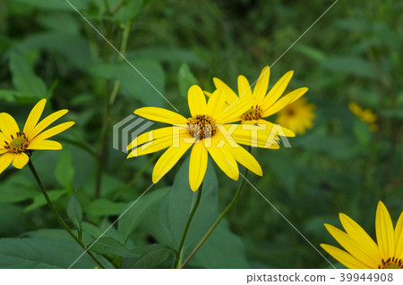Chrysanthemum flower with yellow flowers 39944908