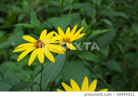 Chrysanthemum flower with yellow flowers 39944912