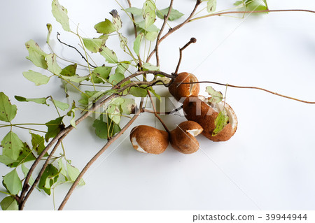 Akebi水果在樹林裡結出果實 Akebi水果在樹林裡結出果實 39944944