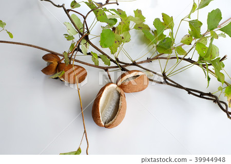 Akebi fruit that bears fruity in the woods Akebi fruit that bears fruity in the woods 39944948