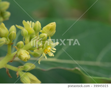 Avocado female flower Avocado female flower 39945015
