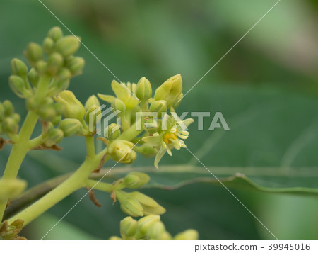 鱷梨女花 39945016