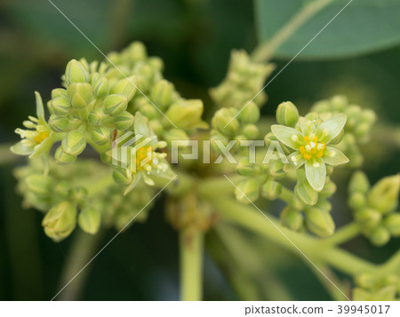 鱷梨女花 39945017