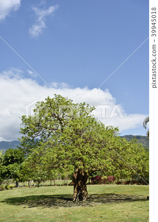 Bischofia javanica tree 39945018