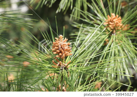 Pine Pine 39945027