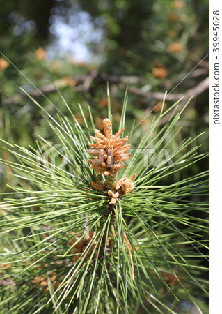 Pine Pine 39945028