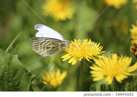 Dandelion and striped grouse whitefish 39945085