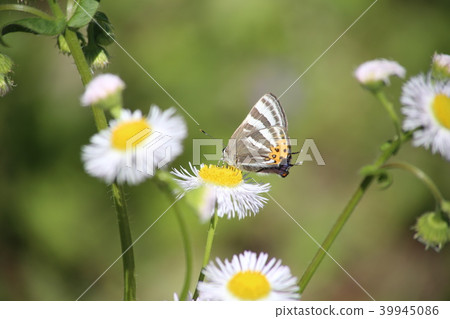 Tiger Shijimi and Himejoon 39945086