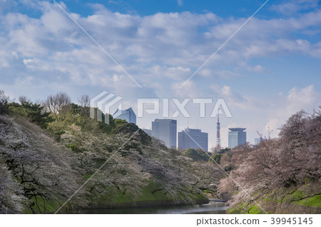 櫻花和Chidorigafuchi 櫻花和Chidorigafuchi 39945145