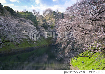 櫻花和Chidorigafuchi 櫻花和Chidorigafuchi 39945146