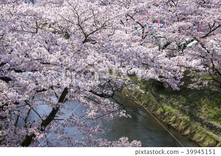 A row of cherry blossom trees at the foot of Hamura A row of cherry blossom trees at the foot of Hamura 39945151