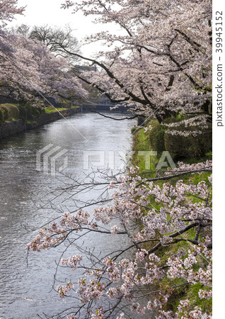 A row of cherry blossom trees at the foot of Hamura A row of cherry blossom trees at the foot of Hamura 39945152