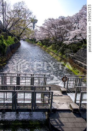 A row of cherry blossom trees at the foot of Hamura A row of cherry blossom trees at the foot of Hamura 39945155