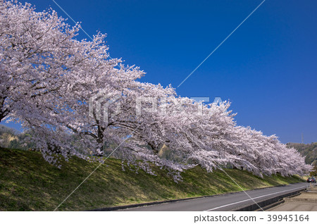 Cherry trees lined with Taisho Edo 39945164