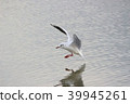 Black-headed gull (Yuriwo) 24 of it. Black headed gull 39945261