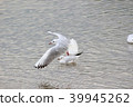 Burrowing gull (Yuriwo) 25 of it. Black headed gull 39945262