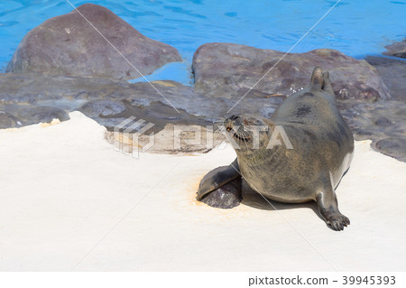 Seagull Seal Otaru Aquarium Hokkaido Otaru City Seal Seagull Seal Otaru Aquarium Hokkaido Otaru City Seal 39945393