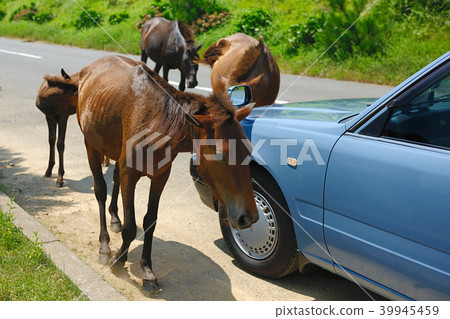 宮崎縣島島市,Tomiichi Misaki Ma 宮崎縣島島市,Tomiichi Misaki Ma 39945459