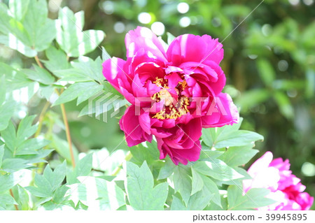Button flower Button flower 39945895