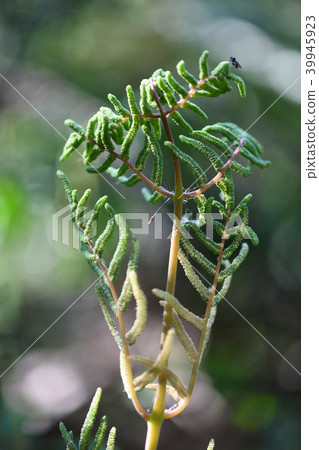 主軸孢子葉 39945923