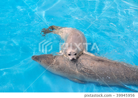 海獅封印小樽水族館的父母子女 海獅封印小樽水族館的父母子女 39945956