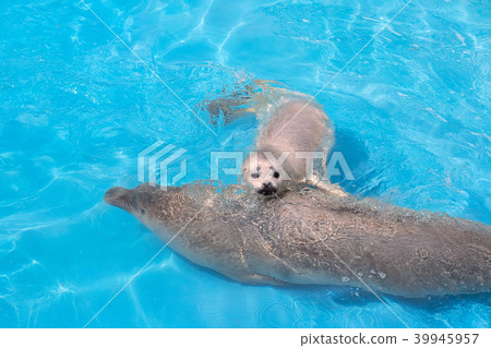 海獅封印小樽水族館的父母子女 海獅封印小樽水族館的父母子女 39945957
